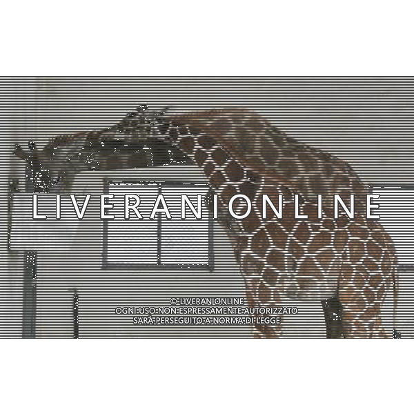 GIRAFFA/GIRAFFE nello zoo di Suzhou ( Cina) © Hang Xingwei - Xinhua/Photoshot - Ag. Aldo Liverani sas ITALY ONLY
