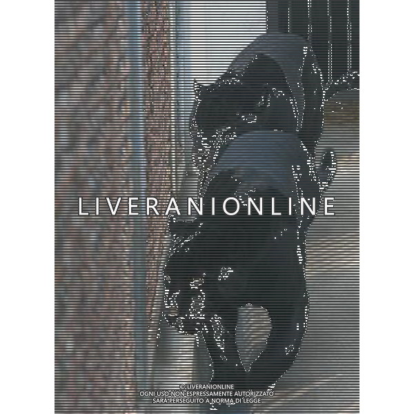 PANTERE /PANTERA nello zoo di Suzhou ( Cina) © Hang Xingwei - Xinhua/Photoshot - Ag. Aldo Liverani sas ITALY ONLY