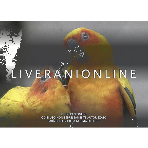 PAPPAGALLI nello zoo di Suzhou ( Cina) © Hang Xingwei - Xinhua/Photoshot - Ag. Aldo Liverani sas ITALY ONLY