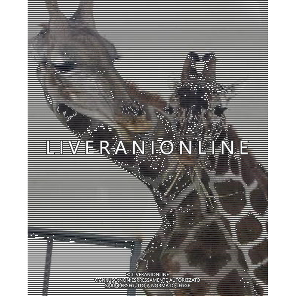 GIRAFFA nello zoo di Suzhou ( Cina) © Hang Xingwei - Xinhua/Photoshot - Ag. Aldo Liverani sas ITALY ONLY