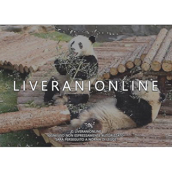 (100119) -- SHANGHAI, Jan. 19, 2010 -- Giant pandas play at Shanghai Zoo in Shanghai, the host city of the 2010 World Expo, in east China, Jan. 15, 2010. Ten giant pandas settled here in Jan. 5. They will be shown to the public on Jan. 20 after days\' quarantine and adapting to the new environment. Fan Jun) (hdt) /Agenzia Aldo Liverani Sas - ITALY ONLY - ORSO PANDA GIGANTE ALLO ZOO DI SHANGHAI IN CINA