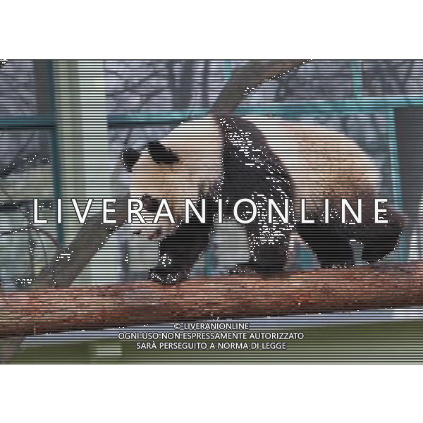 (100119) -- SHANGHAI, Jan. 19, 2010 -- A giant panda walks on a timber at Shanghai Zoo in Shanghai, the host city of the 2010 World Expo, in east China, Jan. 15, 2010. Ten giant pandas settled here in Jan. 5. They will be shown to the public on Jan. 20 after days\' quarantine and adapting to the new environment. Fan Jun) (hdt) /Agenzia Aldo Liverani Sas - ITALY ONLY - ORSO PANDA GIGANTE ALLO ZOO DI SHANGHAI IN CINA