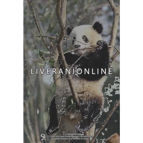 (100119) -- SHANGHAI, Jan. 19, 2010 -- A giant panda plays at Shanghai Zoo in Shanghai, the host city of the 2010 World Expo, in east China, Jan. 15, 2010. Ten giant pandas settled here in Jan. 5. They will be shown to the public on Jan. 20 after days\' quarantine and adapting to the new environment. Fan Jun) (hdt) /Agenzia Aldo Liverani Sas - ITALY ONLY - ORSO PANDA GIGANTE ALLO ZOO DI SHANGHAI IN CINA