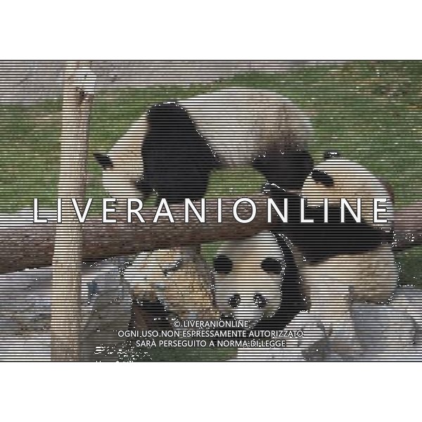 (100119) -- SHANGHAI, Jan. 19, 2010 -- Giant pandas play at Shanghai Zoo in Shanghai, the host city of the 2010 World Expo, in east China, Jan. 15, 2010. Ten giant pandas settled here in Jan. 5. They will be shown to the public on Jan. 20 after days\' quarantine and adapting to the new environment. Fan Jun) (hdt) /Agenzia Aldo Liverani Sas - ITALY ONLY - ORSO PANDA GIGANTE ALLO ZOO DI SHANGHAI IN CINA