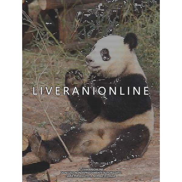 (100119) -- SHANGHAI, Jan. 19, 2010 -- A giant panda plays at Shanghai Zoo in Shanghai, the host city of the 2010 World Expo, in east China, Jan. 15, 2010. Ten giant pandas settled here in Jan. 5. They will be shown to the public on Jan. 20 after days\' quarantine and adapting to the new environment. Fan Jun) (hdt) /Agenzia Aldo Liverani Sas - ITALY ONLY - ORSO PANDA GIGANTE ALLO ZOO DI SHANGHAI IN CINA