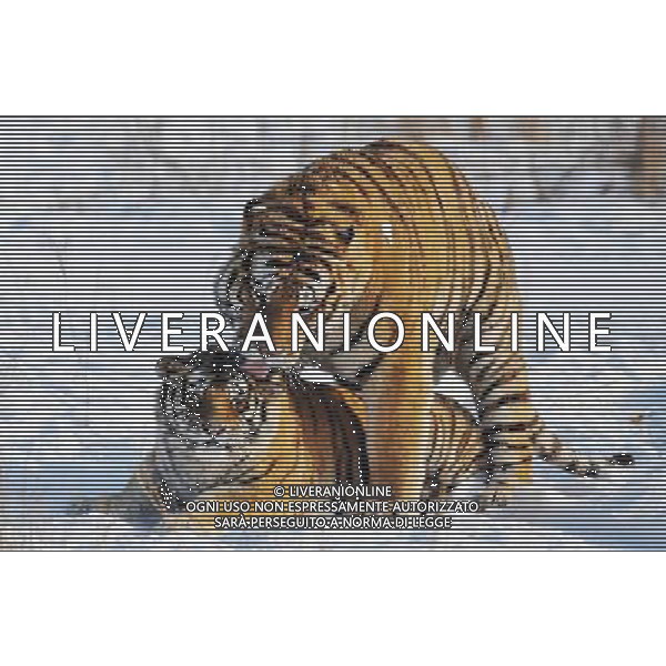 TIGRI DELLA SIBERIA - SIBERIANE © WANG JIANWEI - XINHUA - PHOTOSHOT - AG. ALDO LIVERANI SAS ITALY ONLY