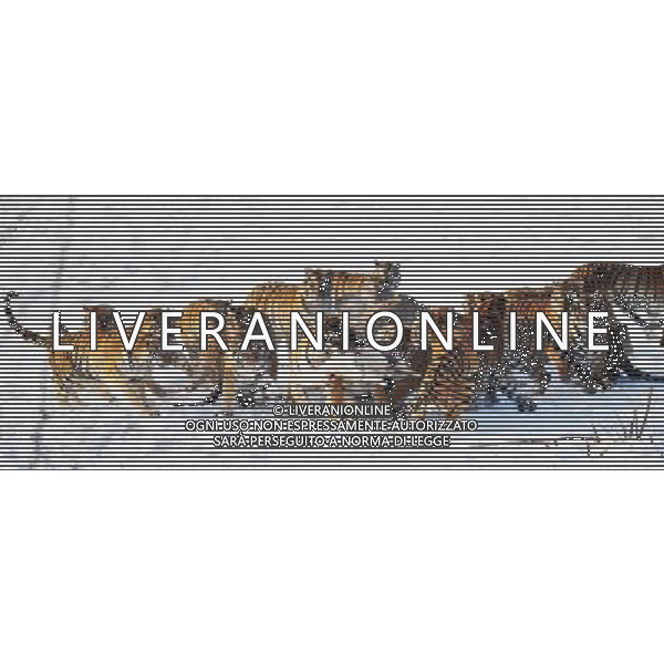 TIGRI DELLA SIBERIA - SIBERIANE © WANG JIANWEI - XINHUA - PHOTOSHOT - AG. ALDO LIVERANI SAS ITALY ONLY