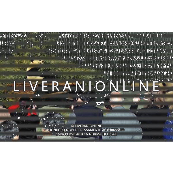 (100121) -- SHANGHAI, Jan. 21, 2010 () -- One of the ten pandas eats bamboo at a garden of the Panda Pavilion of the Shanghai Zoo in Shanghai, China, Jan. 20 2010. A total of ten pandas from southwest China\'s Sichuan Province for 2010 Shanghai World EXPO were officially shown to the public on Wednesday.(/Liu Zheng) (wyx) /Agenzia Aldo Liverani Sas - ITALY ONLY - ORSO PANDA GIGANTE ALLO ZOO DI SHANGHAI IN CINA