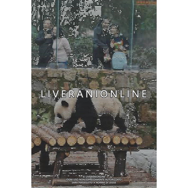 (100121) -- SHANGHAI, Jan. 21, 2010 () -- One of the ten pandas walks at a garden of the Panda Pavilion of the Shanghai Zoo in Shanghai, China, Jan. 20 2010. A total of ten pandas from southwest China\'s Sichuan Province for 2010 Shanghai World EXPO were officially shown to the public on Wednesday.(/Liu Zheng) (wyx) /Agenzia Aldo Liverani Sas - ITALY ONLY - ORSO PANDA GIGANTE ALLO ZOO DI SHANGHAI IN CINA