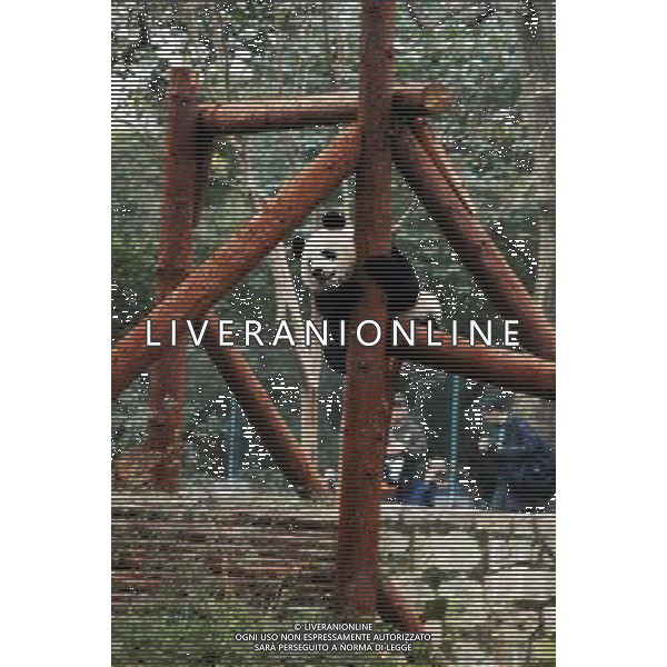 (100121) -- SHANGHAI, Jan. 21, 2010 () -- One of the ten pandas plays at a garden of the Panda Pavilion of the Shanghai Zoo in Shanghai, China, Jan. 20 2010. A total of ten pandas from southwest China\'s Sichuan Province for 2010 Shanghai World EXPO were officially shown to the public on Wednesday. (/Liu Zheng) (wyx) /Agenzia Aldo Liverani Sas - ITALY ONLY - ORSO PANDA GIGANTE ALLO ZOO DI SHANGHAI IN CINA