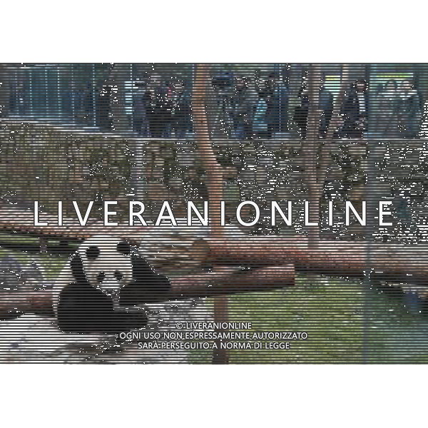 (100121) -- SHANGHAI, Jan. 21, 2010 () -- One of the ten pandas plays at a garden of the Panda Pavilion of the Shanghai Zoo in Shanghai, China, Jan. 20 2010. A total of ten pandas from southwest China\'s Sichuan Province for 2010 Shanghai World EXPO were officially shown to the public on Wednesday.(/Liu Zheng) (wyx) /Agenzia Aldo Liverani Sas - ITALY ONLY - ORSO PANDA GIGANTE ALLO ZOO DI SHANGHAI IN CINA