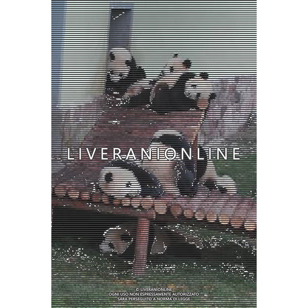 (100121) -- SHANGHAI, Jan. 21, 2010 () -- Several pandas of the ten rest at a garden of the Panda Pavilion of the Shanghai Zoo in Shanghai, China, Jan. 20 2010. A total of ten pandas from southwest China\'s Sichuan Province for 2010 Shanghai World EXPO were officially shown to the public on Wednesday. (/Liu Zheng) (wyx) /Agenzia Aldo Liverani Sas - ITALY ONLY - ORSO PANDA GIGANTE ALLO ZOO DI SHANGHAI IN CINA