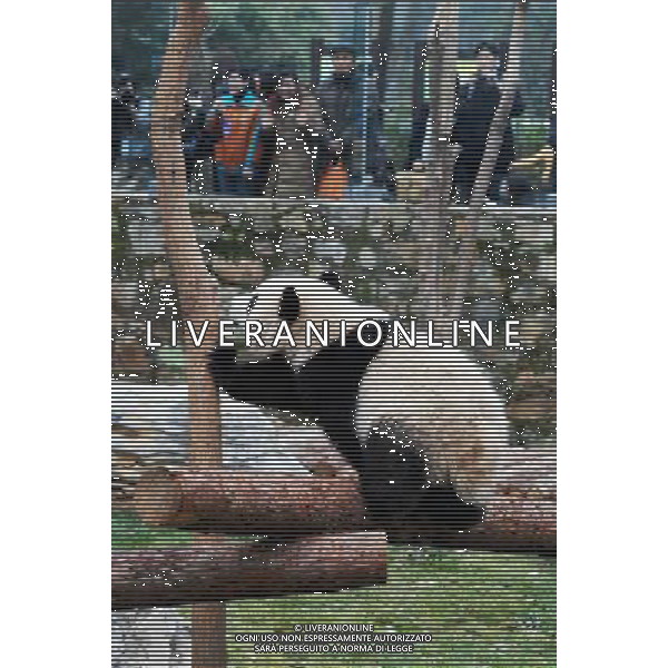 (100121) -- SHANGHAI, Jan. 21, 2010 () -- One of the ten pandas plays at a garden of the Panda Pavilion of the Shanghai Zoo in Shanghai, China, Jan. 20 2010. A total of ten pandas from southwest China\'s Sichuan Province for 2010 Shanghai World EXPO were officially shown to the public on Wednesday.(/Liu Zheng) (wyx) /Agenzia Aldo Liverani Sas - ITALY ONLY - ORSO PANDA GIGANTE ALLO ZOO DI SHANGHAI IN CINA