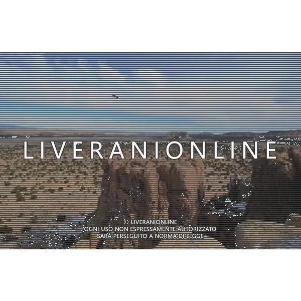 (100128) -- ALBUQUERQUE, Jan. 28, 2010 () -- Photo taken on Jan. 25, 2010 shows a general view of Acoma Pueblo in New Mexico, the United States. Acoma Pueblo, also known as \'Sky City\', is a Native American pueblo built on top of a 367-foot (112 meters) sandstone mesa in the U.S. state of New Mexico. It is believed to be built in the 12th century, and regarded as one of the oldest continuously inhabited communities in the United States. People are living in the adobe houses, which have no electricity and water. (/Gu Xinrong) (lyi) /Agenzia Aldo Liverani Sas - ITALY ONLY - LÕantico villaggio di Acoma, chiamata Sky City per la sua collocazione in cima ad unÕalta mesa, il tipico altipiano del Southwest. Il pueblo e\' senza acqua ed elettricita\'