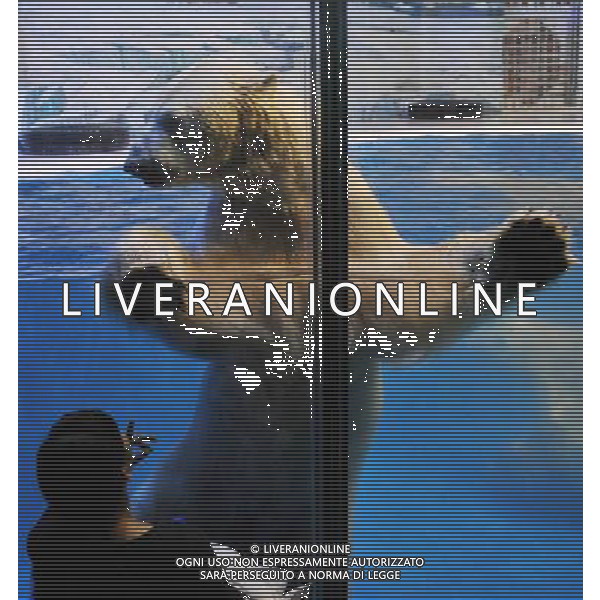 (100129) -- HARBIN, Jan. 29, 2010 () -- A visitor looks at a polar bear at the Harbin Polarland in Harbin, capital of northeast China\'s Heilongjiang Province, on Jan. 29, 2010. Two polar bears here made their first public appearance on Friday after two weeks of winter health care. (/Wang Jianwei) (nxl) /Agenzia Aldo Liverani Sas - ITALY ONLY - ORSO BIANCO POLARE