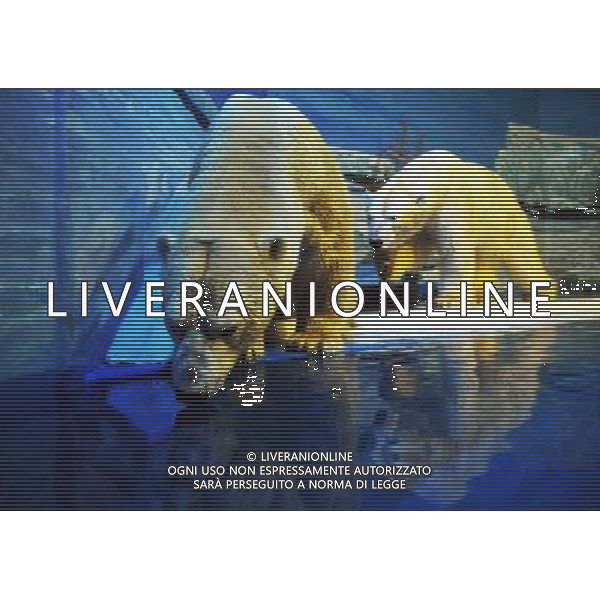 (100129) -- HARBIN, Jan. 29, 2010 () -- Two polar bears enjoy themselves at the Harbin Polarland in Harbin, capital of northeast China\'s Heilongjiang Province, on Jan. 29, 2010, during their first public appearance after two weeks of winter health care. (/Wang Jianwei) (nxl) /Agenzia Aldo Liverani Sas - ITALY ONLY - ORSO BIANCO POLARE