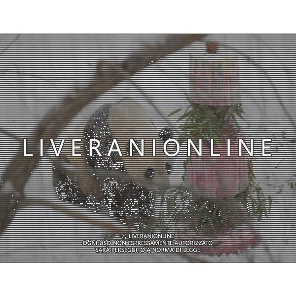 (100130) -- WASHINGTON, Jan. 30, 2010 -- Giant panda Tai Shan enjoys a cake during a farewell party at the National Zoo in Washington D.C., the United States, Jan. 30, 2010. Hundreds of fans braved heavy snowfall Saturday to express goodbye to Tai Shan. Tai Shan, born at the Natiional Zoo in 2005, will be carried back to China by a U.S. FedEx cargo plane on Feb. 4. Zhang Jun) (gxr) /Agenzia Aldo Liverani Sas - ITALY ONLY - Tornera\' in Cina volando in prima classe Tai Shan, il panda gigante nato nel 2005 nello zoo di Washington