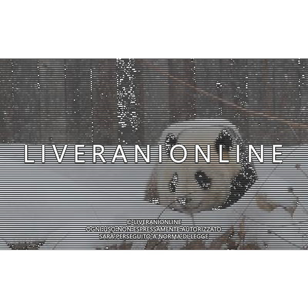 (100130) -- WASHINGTON, Jan. 30, 2010 -- Giant panda Tai Shan plays on snow-blanketd ground during a farewell party at the National Zoo in Washington D.C., the United States, Jan. 30, 2010. Hundreds of fans braved heavy snowfall Saturday to express goodbye to Tai Shan. Tai Shan, born at the Natiional Zoo in 2005, will be carried back to China by a U.S. FedEx cargo plane on Feb. 4. Zhang Jun) (gxr) /Agenzia Aldo Liverani Sas - ITALY ONLY - Tornera\' in Cina volando in prima classe Tai Shan, il panda gigante nato nel 2005 nello zoo di Washington