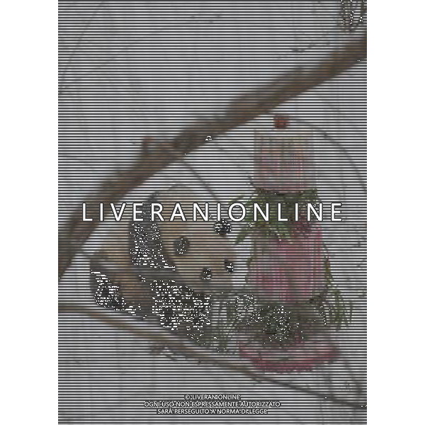 (100130) -- WASHINGTON, Jan. 30, 2010 -- Giant panda Tai Shan enjoys a cake during a farewell party at the National Zoo in Washington D.C., the United States, Jan. 30, 2010. Hundreds of fans braved heavy snowfall Saturday to express goodbye to Tai Shan. Tai Shan, born at the Natiional Zoo in 2005, will be carried back to China by a U.S. FedEx cargo plane on Feb. 4. Zhang Jun) (gxr) /Agenzia Aldo Liverani Sas - ITALY ONLY - Tornera\' in Cina volando in prima classe Tai Shan, il panda gigante nato nel 2005 nello zoo di Washington