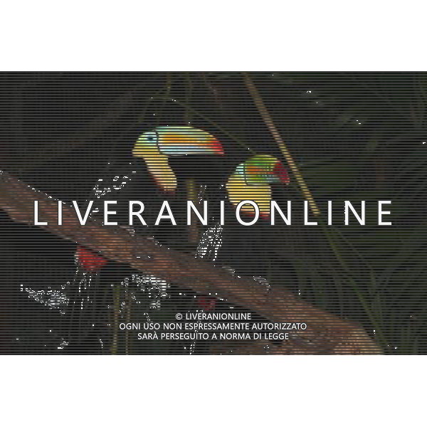 COSTA RICA, Dec. 7, 2009 ) -- Photo taken on Dec. 6, 2009 Il tucano solforato, uccello delle foreste tropicali /Agenzia Aldo Liverani Sas - ITALY ONLY -