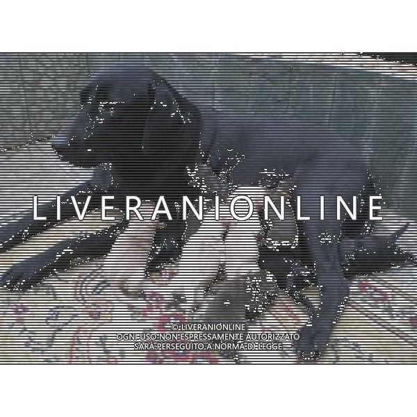 (091208) -- LIUZHOU, Dec. 8, 2009 -- Un cane labrador retriever mentre allatta i suoi cuccioli. Li Shulou) (wyo) /Agenzia Aldo Liverani Sas - ITALY ONLY -