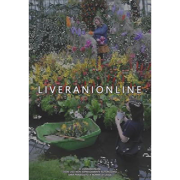 Pic Shows: Workers at Kew Gardens, London, Preparing the new \'Tropical Extravaganza\', the fisrt festival in Biodiversity Year at Kew. The display contains over 7000 plants, including over 3000 orchids. /Agenzia Aldo Liverani Sas - ITALY ONLY - IL PRIMO FESTIVAL NELL\'ANNO DELLA BIODIVERSITA\' CON PIU\' DI 7000 PIANTE E FIORI TROPICALI E PIU\' DI 3000 ORCHIDEE AI KEW GARDENS A LONDRA