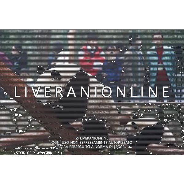 (100120) -- SHANGHAI, Jan. 20, 2010 -- Giant pandas play at Shanghai Zoo in Shanghai, the host city of the 2010 World Expo, in east China, Jan. 20, 2010. The ten pandas were shown to the public on Wednesday after they settled here in Jan. 5. Pei Xin) (jl) /Agenzia Aldo Liverani Sas - ITALY ONLY - CINA - L\'ORSO DEL BAMBU\' IL PANDA GIGANTE