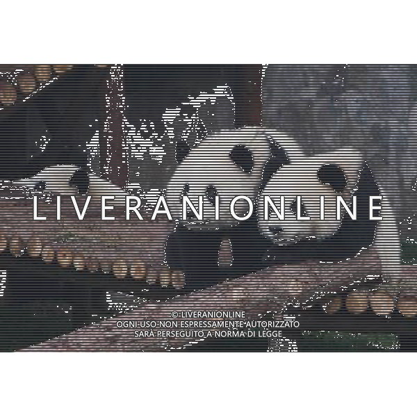 (100120) -- SHANGHAI, Jan. 20, 2010 -- Giant pandas play at Shanghai Zoo in Shanghai, the host city of the 2010 World Expo, in east China, Jan. 20, 2010. The ten pandas were shown to the public on Wednesday after they settled here in Jan. 5. Pei Xin) (jl) /Agenzia Aldo Liverani Sas - ITALY ONLY - CINA - L\'ORSO DEL BAMBU\' IL PANDA GIGANTE