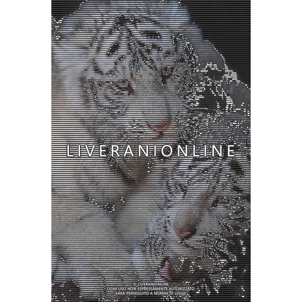 (100211) -- KUNMING, Feb. 11, 2010 () -- White tiger cubs of about 100 days\' old play in an enclosure at the Yunnan Wild Animals Park in Kunming, capital of southwest China\'s Yunnan Province, Feb. 10, 2010. The white tigers in the zoo attracted huge crowds as the Chinese year of tiger approaches. (/Lin Yiguang) (yy) /Agenzia Aldo Liverani Sas - ITALY ONLY - CUCCIOLI DI TIGRE BIANCA