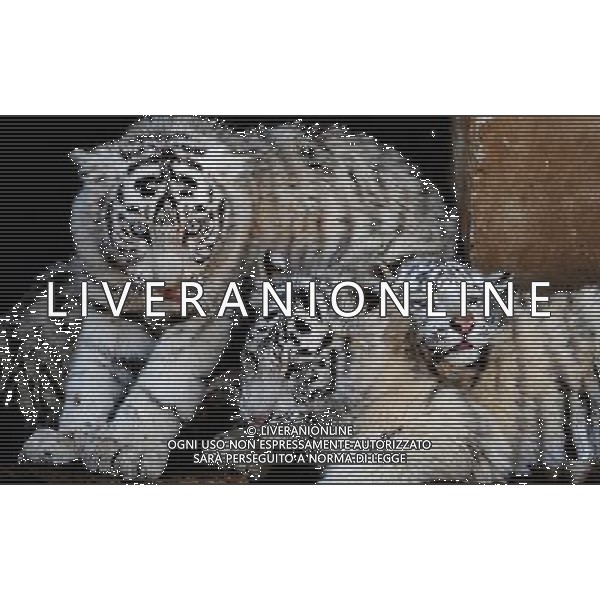 (100211) -- KUNMING, Feb. 11, 2010 () -- White tiger cubs of about 100 days\' old play in an enclosure at the Yunnan Wild Animals Park in Kunming, capital of southwest China\'s Yunnan Province, Feb. 10, 2010. The white tigers in the zoo attracted huge crowds as the Chinese year of tiger approaches. (/Lin Yiguang) (yy) /Agenzia Aldo Liverani Sas - ITALY ONLY - CUCCIOLI DI TIGRE BIANCA