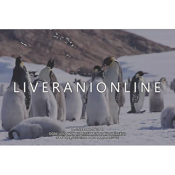 (100211) -- ANTARCTICA, Feb. 11, 2010 () -- Chicks of emperor penguins are seen in a creche, huddling together for warmth and protection as their parents forage at sea, in this file photo taken in Antarctica on Dec. 15, 2009. The emperor penguin is the tallest and heaviest of all living penguin species and is endemic to Antarctica. (/Cui Jing) (yy) /Agenzia Aldo Liverani Sas - ITALY ONLY - PINGUINI - PINGUINO IMPERATORE