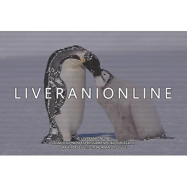 (100211) -- ANTARCTICA, Feb. 11, 2010 () -- An Emperor penguin feeds its chick in this file photo taken in Antarctica on Dec. 15, 2009. The emperor penguin is the tallest and heaviest of all living penguin species and is endemic to Antarctica. (/Cui Jing) (yy) /Agenzia Aldo Liverani Sas - ITALY ONLY - PINGUINI - PINGUINO IMPERATORE