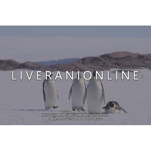 (100211) -- ANTARCTICA, Feb. 11, 2010 () -- Emperor penguins are seen looking around on the icecap in this file photo taken in Antarctica on Dec. 15, 2009. The emperor penguin is the tallest and heaviest of all living penguin species and is endemic to Antarctica. (/Cui Jing) (yy) /Agenzia Aldo Liverani Sas - ITALY ONLY - PINGUINI - PINGUINO IMPERATORE