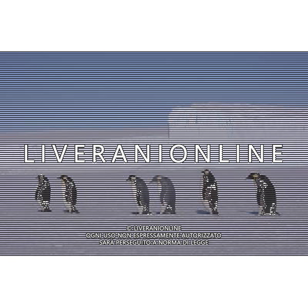 (100211) -- ANTARCTICA, Feb. 11, 2010 () -- Emperor penguins are seen walking on the icecap in this file photo taken in Antarctica on Dec. 15, 2009. The emperor penguin is the tallest and heaviest of all living penguin species and is endemic to Antarctica. (/Cui Jing) (yy) /Agenzia Aldo Liverani Sas - ITALY ONLY - PINGUINI - PINGUINO IMPERATORE