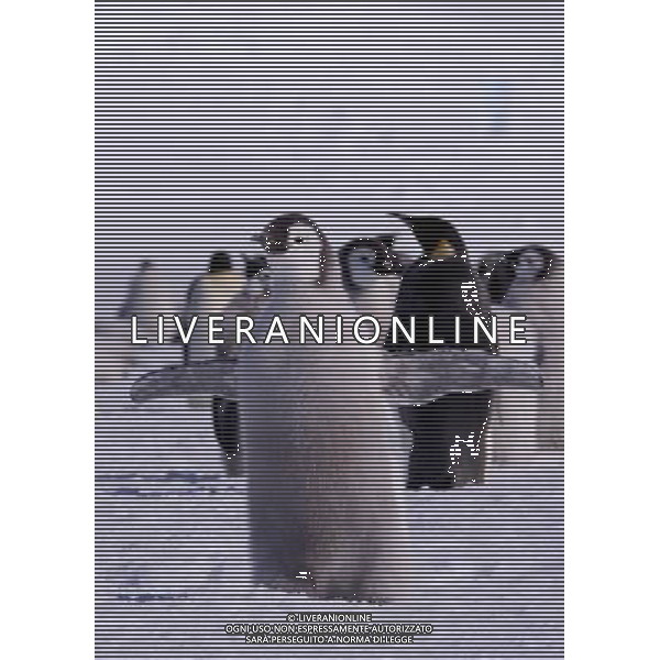 (100211) -- ANTARCTICA, Feb. 11, 2010 () -- An Emperor penguin chick is seen in this file photo taken in Antarctica on Dec. 15, 2009. The emperor penguin is the tallest and heaviest of all living penguin species and is endemic to Antarctica. (/Cui Jing) (yy) /Agenzia Aldo Liverani Sas - ITALY ONLY - PINGUINI - PINGUINO IMPERATORE