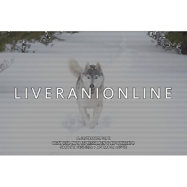 FILM\'Il richiamo della foresta \' NELLA FOTO Buck AG ALDO LIVERANI