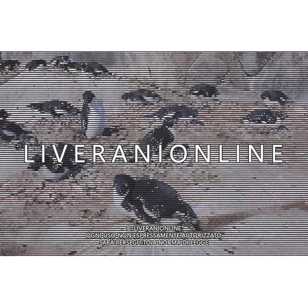 (100216) -- ZHONGSHAN STATION(ANTARCTIC), Feb. 16, 2010 () -- Photo taken on Dec. 13, 2009 shows Adelie penguins incubate on an Antarctic island near China\'s Zhongshan Station. (/Cui Jing) (ypf) /Agenzia Aldo Liverani Sas - ITALY ONLY - Pinguino antartico di Adelia