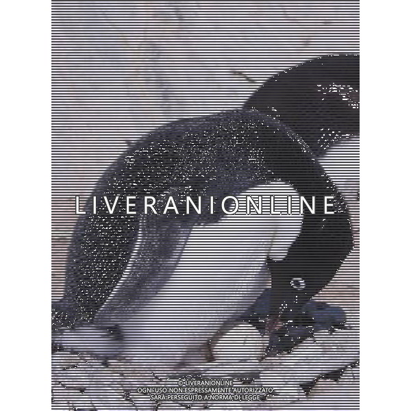 (100216) -- ZHONGSHAN STATION(ANTARCTIC), Feb. 16, 2010 () -- Photo taken on Dec. 13, 2009 shows a Adelie penguin incubates on an Antarctic island near China\'s Zhongshan Station. (/Cui Jing) (ypf) /Agenzia Aldo Liverani Sas - ITALY ONLY - Pinguino antartico di Adelia