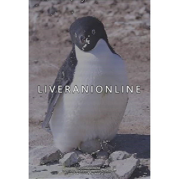 (100216) -- ZHONGSHAN STATION(ANTARCTIC), Feb. 16, 2010 () -- Photo taken on Dec. 13, 2009 shows a Adelie penguin incubates on an Antarctic island near China\'s Zhongshan Station. (/Cui Jing) (ypf) /Agenzia Aldo Liverani Sas - ITALY ONLY - Pinguino antartico di Adelia