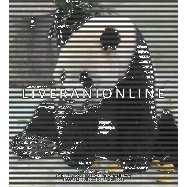 (100216) -- TAIPEI, Feb. 16, 2010 -- Giant panda Tuantuan eats bamboo at the zoo in Taipei, southeast China\'s Taiwan, Feb. 16, 2010. Many local residents visited giant pandas Tuantuan and Yuanyuan during the Spring Festival. Wu Ching-teng) (mcg) /Agenzia Aldo Liverani Sas - ITALY ONLY - ORSO PANDA GIGANTE