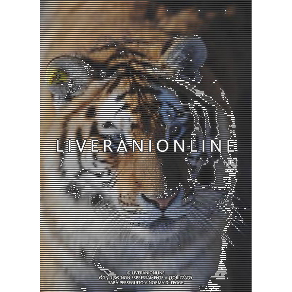 TIGRI SIBERIANE © Wang Jianwei - XINHUA - PHOTOSHOT - AG. ALDO LIVERANI SAS ITALY ONLY