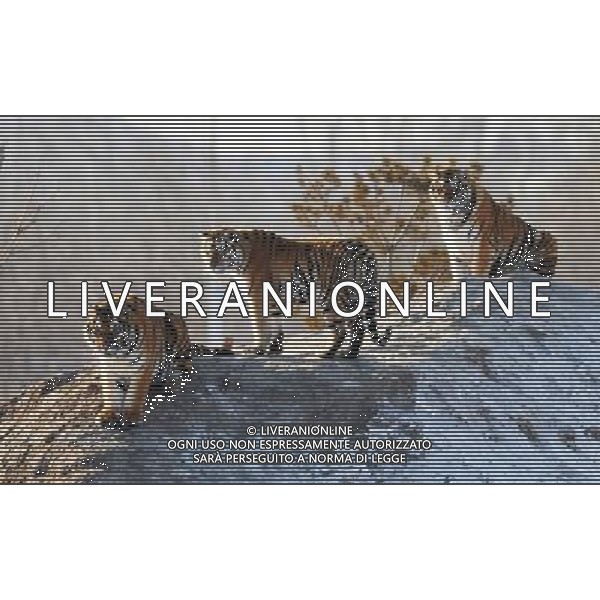 TIGRI SIBERIANE © Wang Jianwei - XINHUA - PHOTOSHOT - AG. ALDO LIVERANI SAS ITALY ONLY