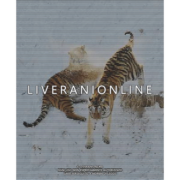 TIGRI SIBERIANE © Wang Jianwei - XINHUA - PHOTOSHOT - AG. ALDO LIVERANI SAS ITALY ONLY