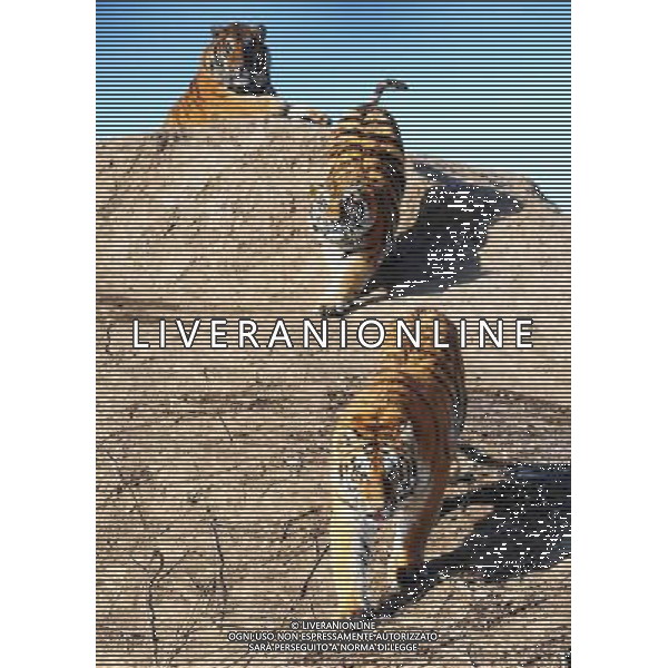 TIGRI SIBERIANE © Wang Jianwei - XINHUA - PHOTOSHOT - AG. ALDO LIVERANI SAS ITALY ONLY