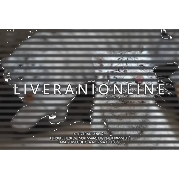 (100306) -- KUNMING, March 6, 2010 -- White tiger cubs stay in Yunan wildlife park in Kunming, capital of southwest China\'s Yunnan Province, March 6, 2010. Lin Yiguang)(cy) /Agenzia Aldo Liverani Sas - ITALY ONLY - CUCCIOLI DI TIGRE BIANCA