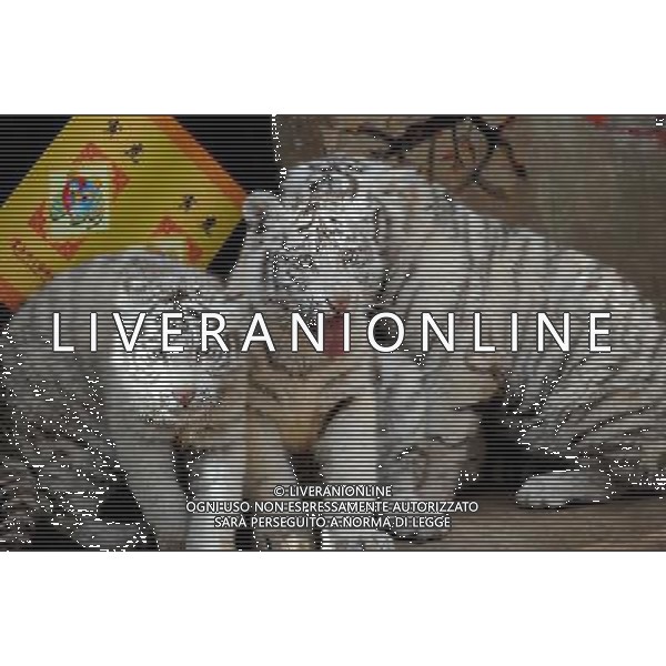 (100306) -- KUNMING, March 6, 2010 -- White tiger cubs stay in Yunan wildlife park in Kunming, capital of southwest China\'s Yunnan Province, March 6, 2010. Lin Yiguang)(cy) /Agenzia Aldo Liverani Sas - ITALY ONLY - CUCCIOLI DI TIGRE BIANCA