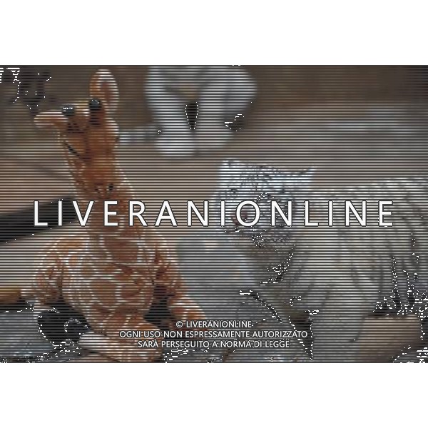 (100306) -- KUNMING, March 6, 2010 -- A white tiger cub looks at a giraffe toy in Yunan wildlife park in Kunming, capital of southwest China\'s Yunnan Province, March 6, 2010. Lin Yiguang)(cy) /Agenzia Aldo Liverani Sas - ITALY ONLY - CUCCIOLI DI TIGRE BIANCA