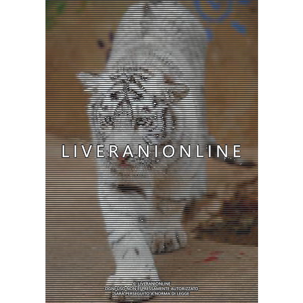 (100306) -- KUNMING, March 6, 2010 -- A white tiger cub walks in Yunan wildlife park in Kunming, capital of southwest China\'s Yunnan Province, March 6, 2010. Lin Yiguang)(cy) /Agenzia Aldo Liverani Sas - ITALY ONLY - CUCCIOLI DI TIGRE BIANCA