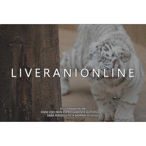 (100306) -- KUNMING, March 6, 2010 -- A white tiger cub walks in Yunan wildlife park in Kunming, capital of southwest China\'s Yunnan Province, March 6, 2010. Lin Yiguang)(cy) /Agenzia Aldo Liverani Sas - ITALY ONLY - CUCCIOLI DI TIGRE BIANCA