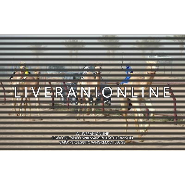 (100306)-- KUWAIT CITY, March 6, 2010 -- Camels run to the finish line during a contest at a Camel Racing Club in Kuwait city, capital of Kuwait, March 6, 2010. Kuwait, a country in a rich history of camel racing, hold camel racing events every weekends from late September to next March. Du Jian) (gxr) /Agenzia Aldo Liverani Sas - ITALY ONLY - CORSA DI CAMMELLI